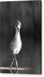 Curious Young Bird Standing in Water - Acrylic Print