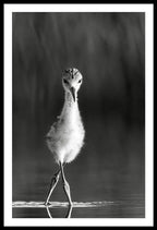 Curious Young Bird Standing in Water - Framed Print