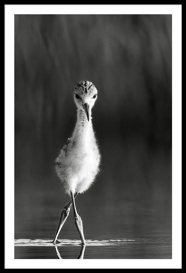 Curious Young Bird Standing in Water - Framed Print