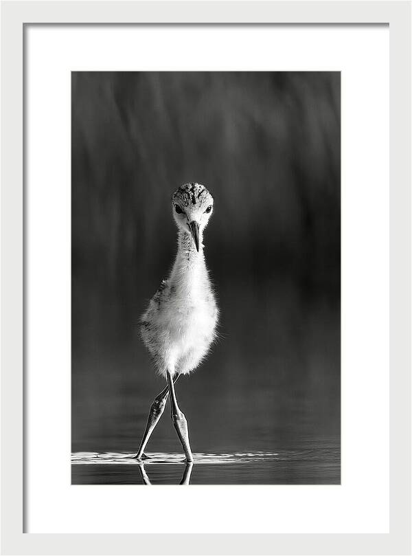 Curious Young Bird Standing in Water - Framed Print