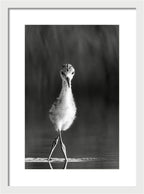 Curious Young Bird Standing in Water - Framed Print