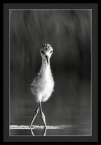 Curious Young Bird Standing in Water - Framed Print