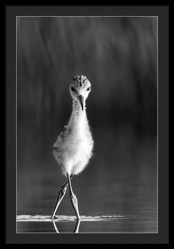 Curious Young Bird Standing in Water - Framed Print