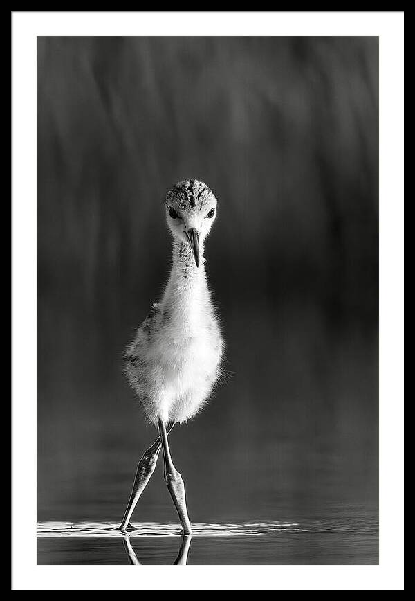 Curious Young Bird Standing in Water - Framed Print