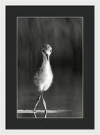 Curious Young Bird Standing in Water - Framed Print