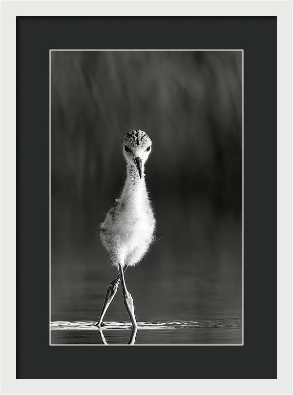 Curious Young Bird Standing in Water - Framed Print