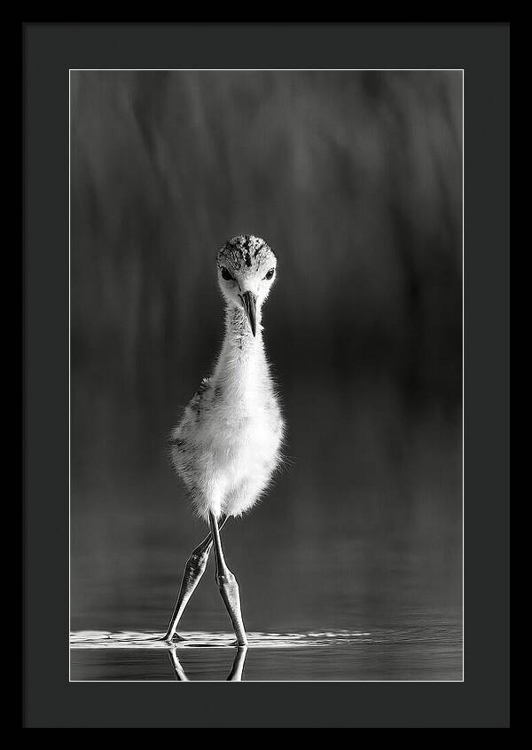 Curious Young Bird Standing in Water - Framed Print