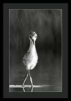 Curious Young Bird Standing in Water - Framed Print