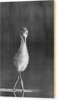 Curious Young Bird Standing in Water - Wood Print