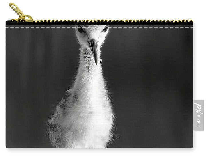 Curious Young Bird Standing in Water - Zip Pouch