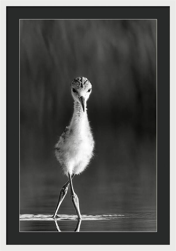 Curious Young Bird Standing in Water - Framed Print