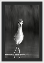 Curious Young Bird Standing in Water - Framed Print