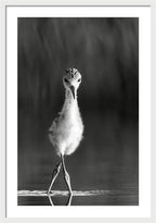 Curious Young Bird Standing in Water - Framed Print