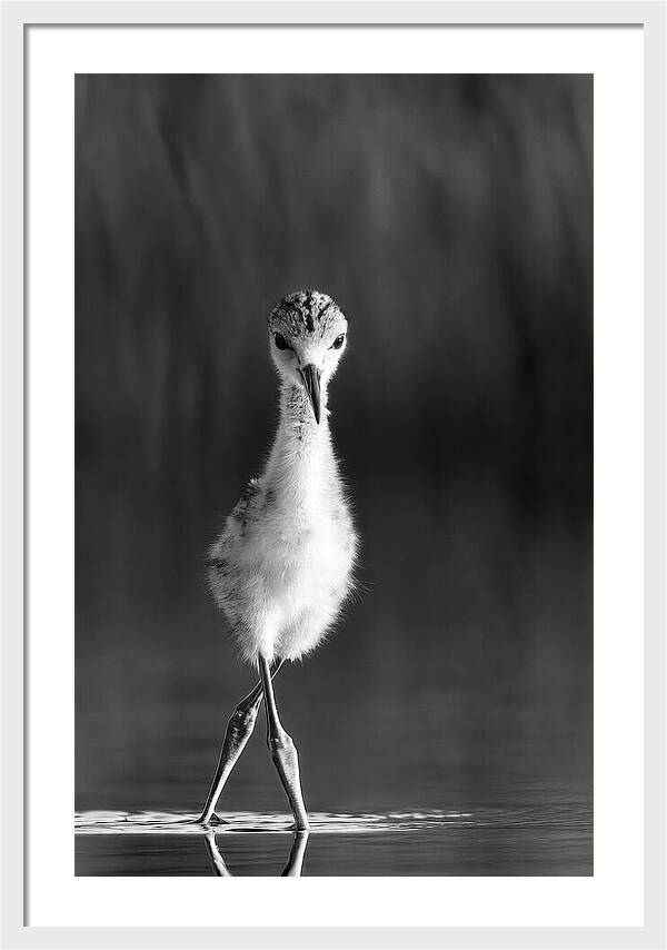 Curious Young Bird Standing in Water - Framed Print