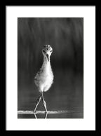 Curious Young Bird Standing in Water - Framed Print