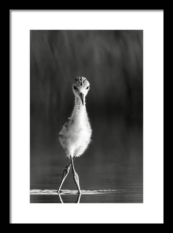 Curious Young Bird Standing in Water - Framed Print