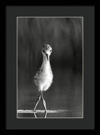 Curious Young Bird Standing in Water - Framed Print