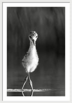 Curious Young Bird Standing in Water - Framed Print