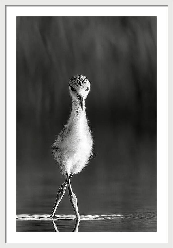 Curious Young Bird Standing in Water - Framed Print