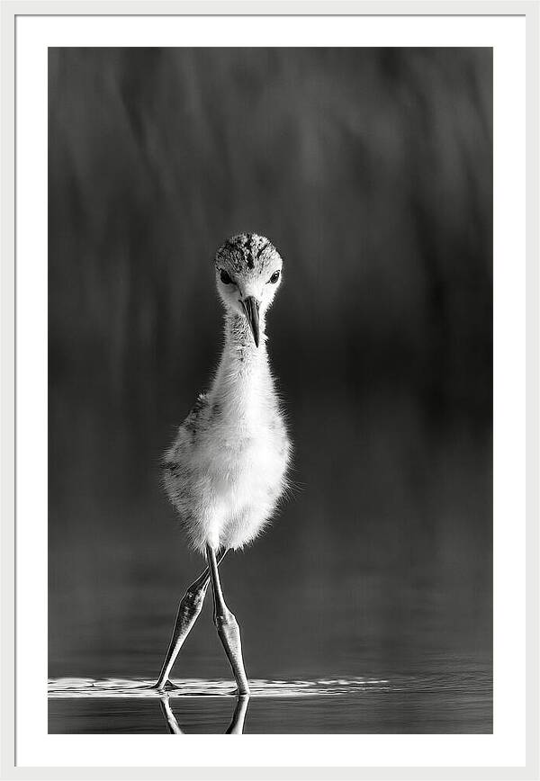 Curious Young Bird Standing in Water - Framed Print