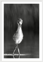 Curious Young Bird Standing in Water - Framed Print