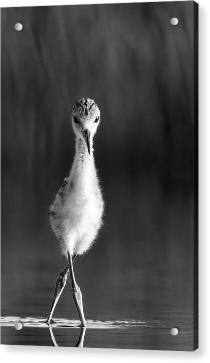 Curious Young Bird Standing in Water - Acrylic Print