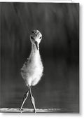 Curious Young Bird Standing in Water - Greeting Card