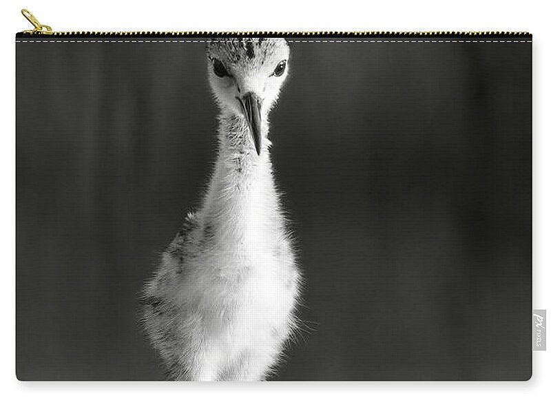 Curious Young Bird Standing in Water - Zip Pouch