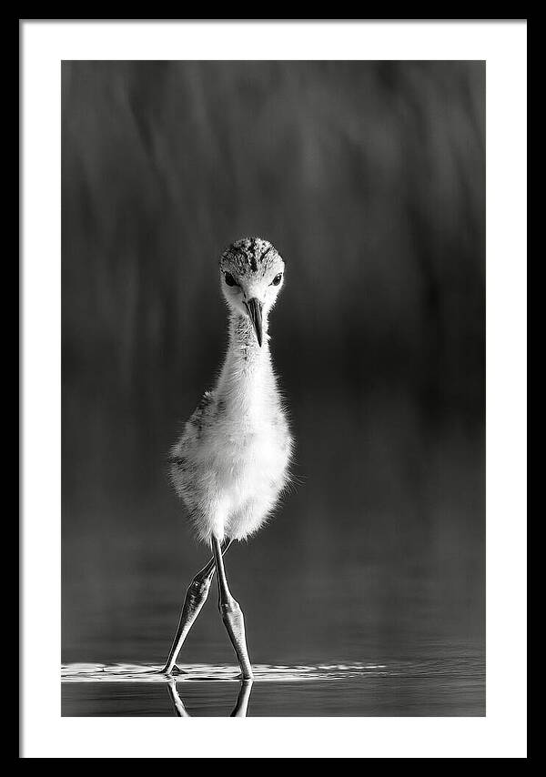 Curious Young Bird Standing in Water - Framed Print