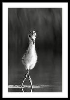 Curious Young Bird Standing in Water - Framed Print