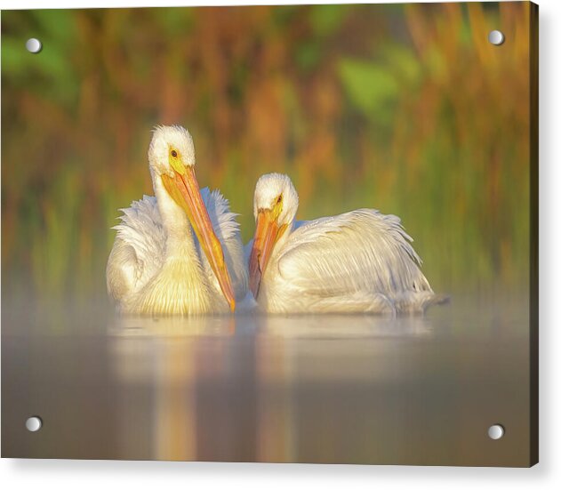 Dream Team - Acrylic Print