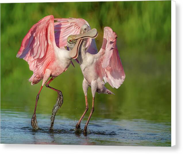 Duel at Dawn - Canvas Print