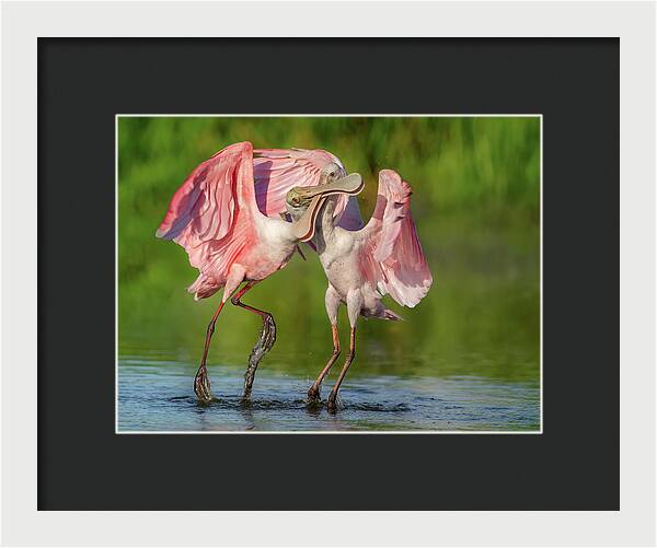 Duel at Dawn - Framed Print