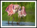 Duel at Dawn - Framed Print