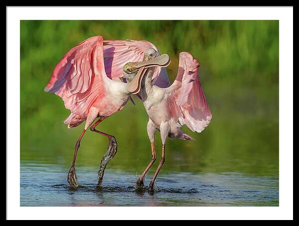 Duel at Dawn - Framed Print