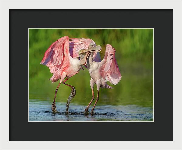 Duel at Dawn - Framed Print