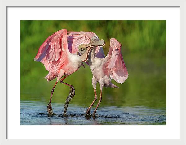 Duel at Dawn - Framed Print