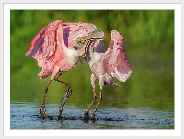 Duel at Dawn - Framed Print
