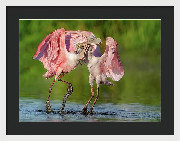 Duel at Dawn - Framed Print