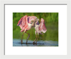 Duel at Dawn - Framed Print