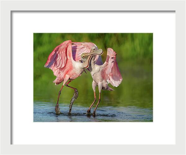 Duel at Dawn - Framed Print