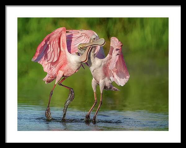 Duel at Dawn - Framed Print