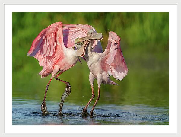 Duel at Dawn - Framed Print