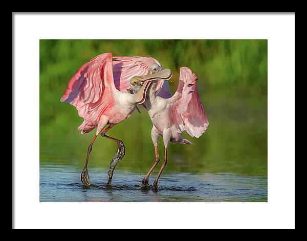 Duel at Dawn - Framed Print