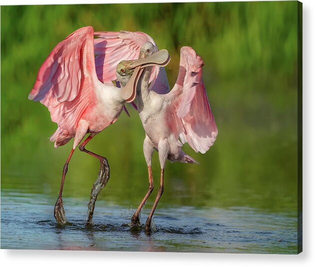 Duel at Dawn - Acrylic Print