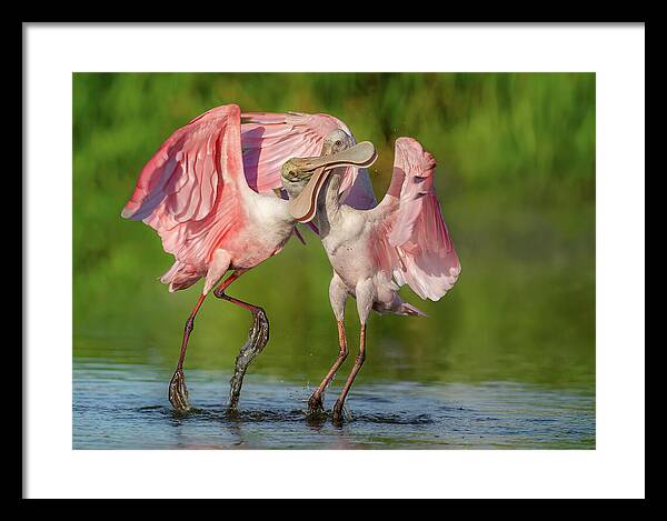 Duel at Dawn - Framed Print