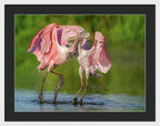 Duel at Dawn - Framed Print