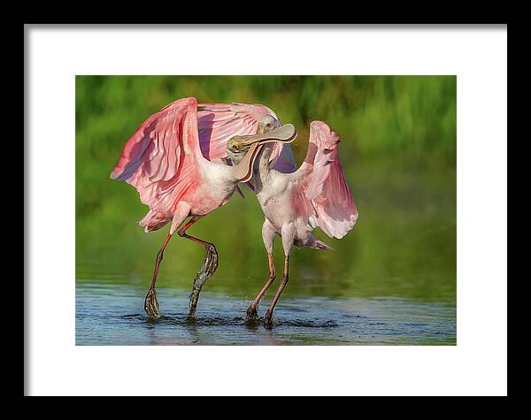 Duel at Dawn - Framed Print