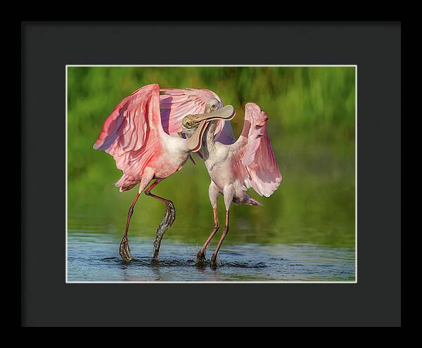 Duel at Dawn - Framed Print
