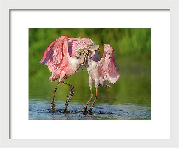 Duel at Dawn - Framed Print